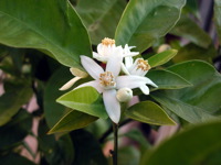 Orange Blossom